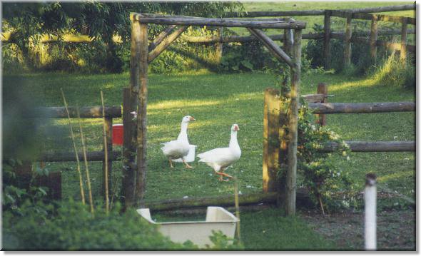 geese2.jpg